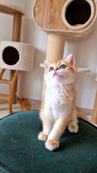 Scottish Fold  | Foto 0