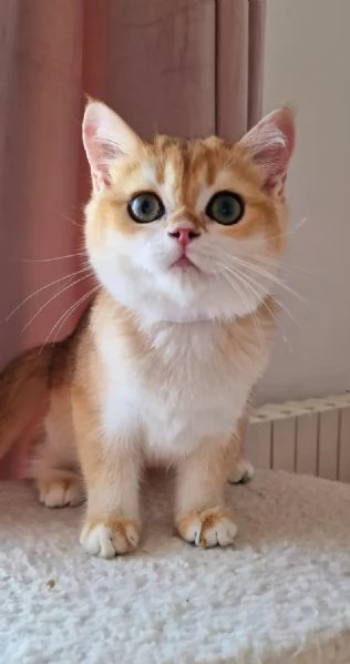 Scottish Fold  | Foto 3