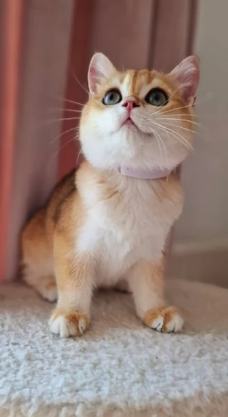 Scottish Fold  | Foto 2