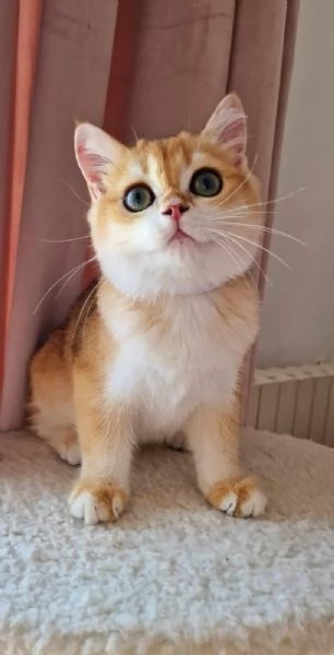 Scottish Fold  | Foto 1