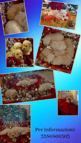 Cuccioli Golden retriever 