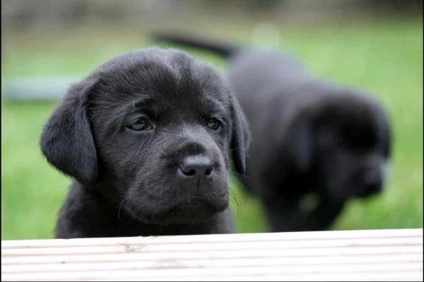 cuccioli di labrador con documenti