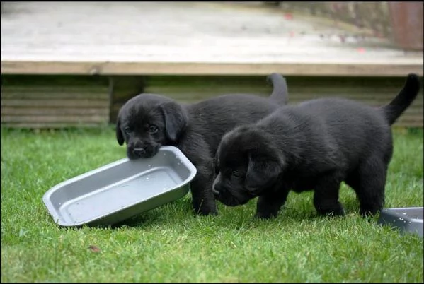 cuccioli di labrador con documenti | Foto 3