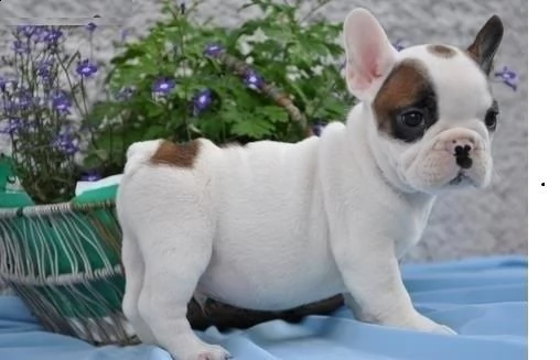 cuccioli di labrador con documenti | Foto 0