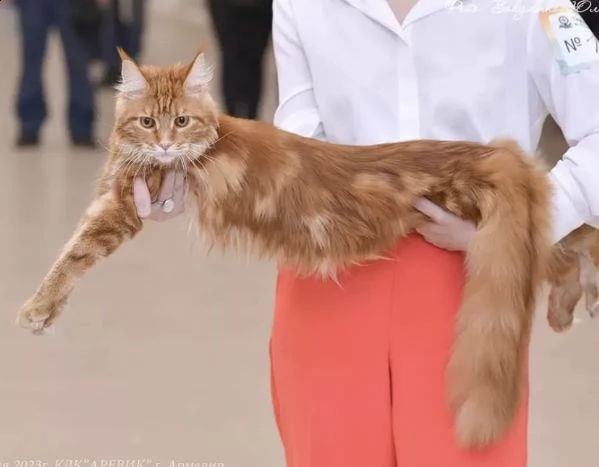 simpatico gattino mainecoon di razza pura    | Foto 0