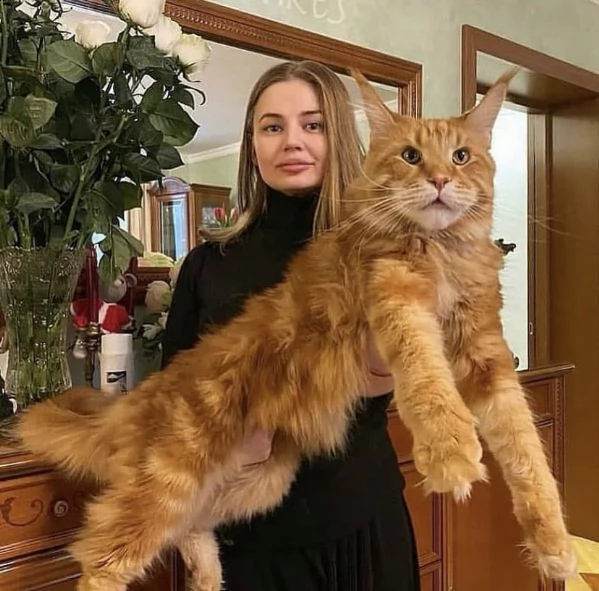 simpatico gattino mainecoon di razza pura   