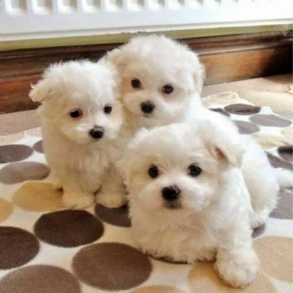 regalo cucciolo maltese da volontario....,, | Foto 0