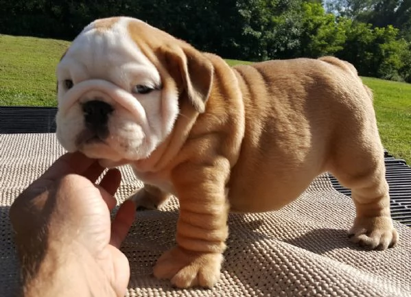 disponibili cuccioli di bulldog inglese