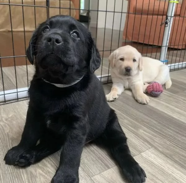 cuccioli di labrador con carta | Foto 2