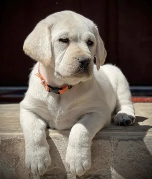 cuccioli di labrador con carta | Foto 1