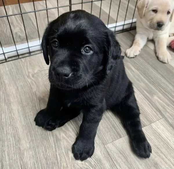 cuccioli di labrador con carta | Foto 0