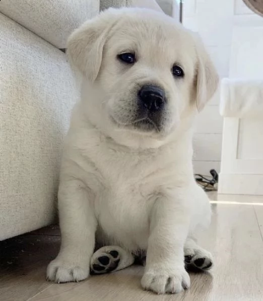 cuccioli di labrador con carta