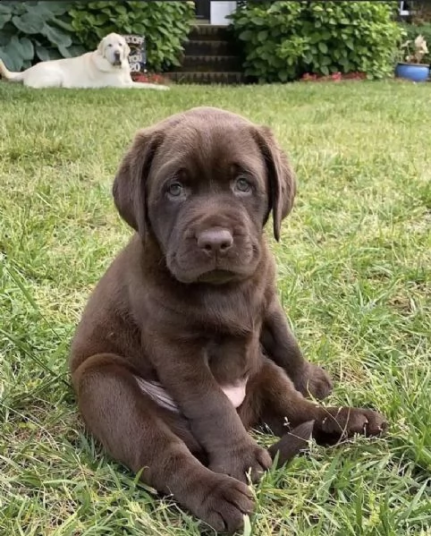 bellissimi cuccioli da laboratorio con documenti