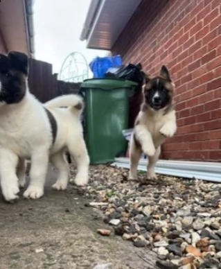 cuccioli di akita americano