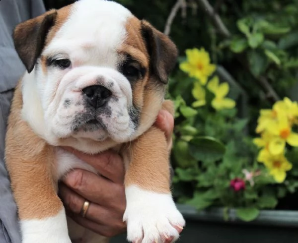 cuccioli di pitbull mini super carini con documenti *