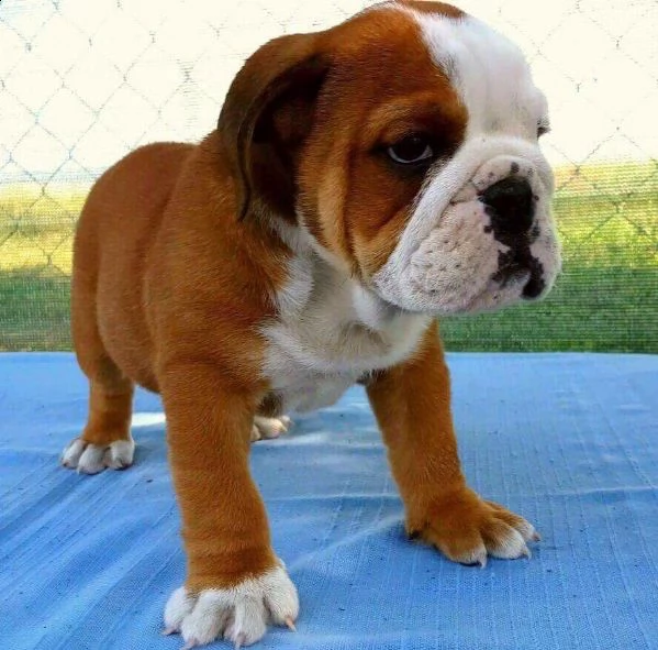 cuccioli di pitbull mini super carini con documenti * | Foto 4