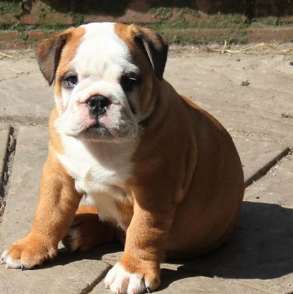 cuccioli di pitbull mini super carini con documenti * | Foto 3