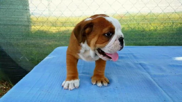 cuccioli di pitbull mini super carini con documenti * | Foto 2