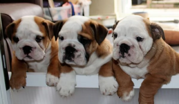 cuccioli di pitbull mini super carini con documenti * | Foto 1