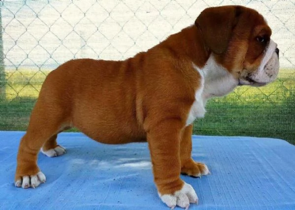 cuccioli di pitbull mini super carini con documenti * | Foto 0