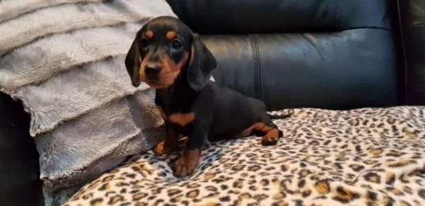 cuccioli  daschunds maschi e femmine