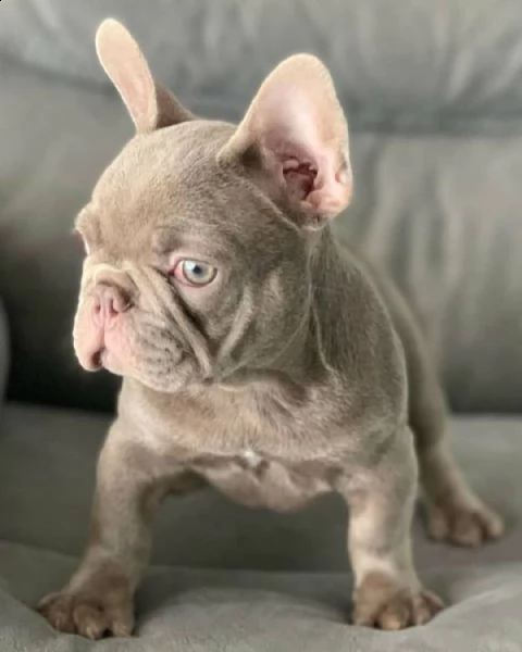 cuccioli bulldog francese maschi e femmine