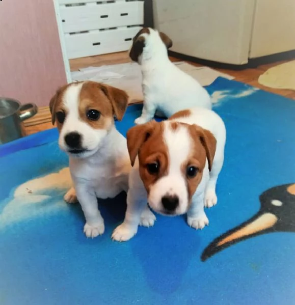 cuccioli jack russell maschi e femmine