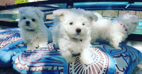 cuccioli maltese .maschi e femmine