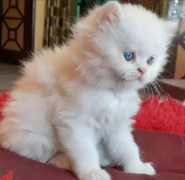 gattini persiani belissimi
