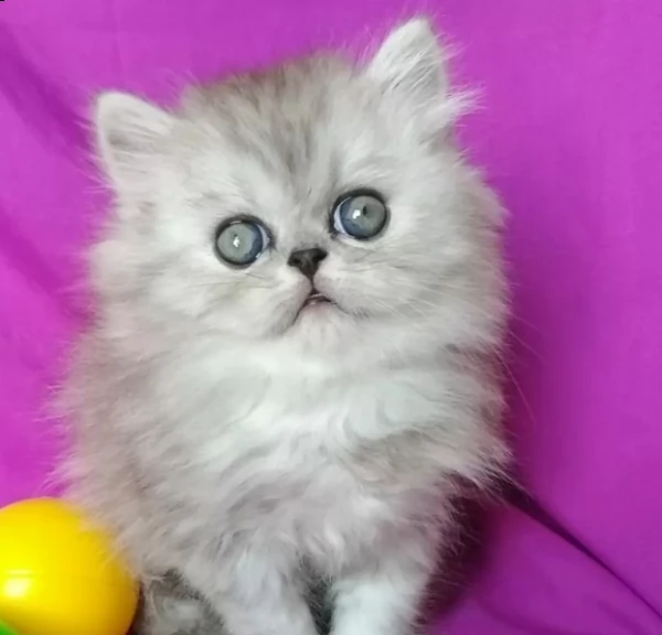 bellissima gattina persiana 