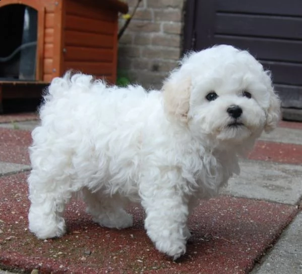 splendidi cuccioli di barboncino kc excellent home breeds maschi e femmine in cerca di una casa per 