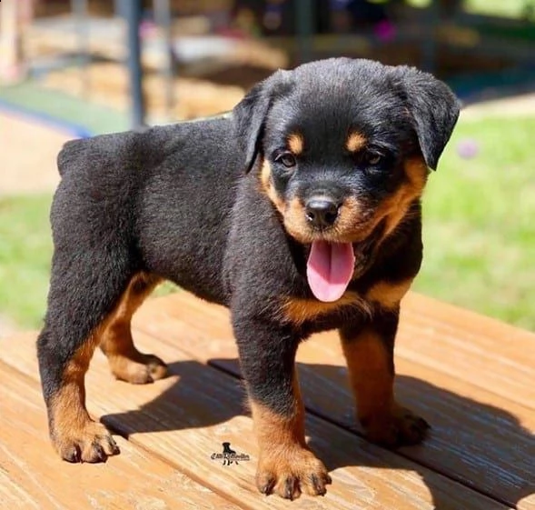 splendidi cuccioli di rottweiler kc excellent home breeds maschi e femmine in cerca di una casa per 