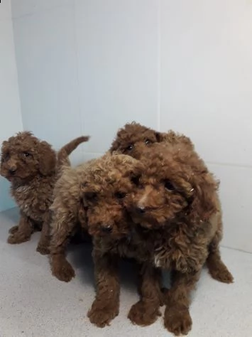 cuccioli barboncino maschi e femmine