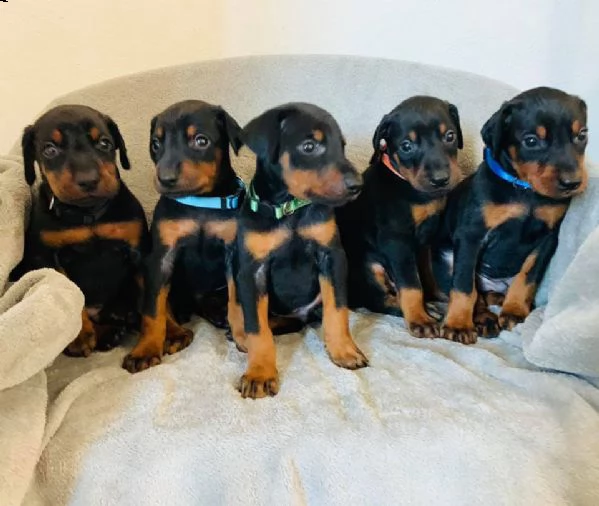 cuccioli doberman maschi e femmine