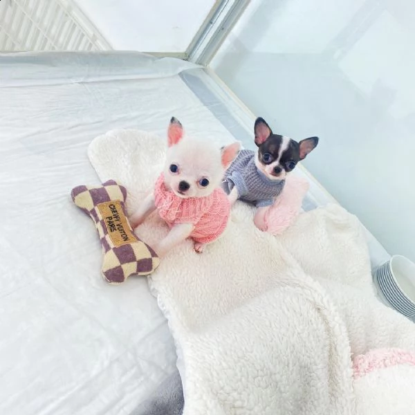 cuccioli di chihuahua disponibili per l'adozione