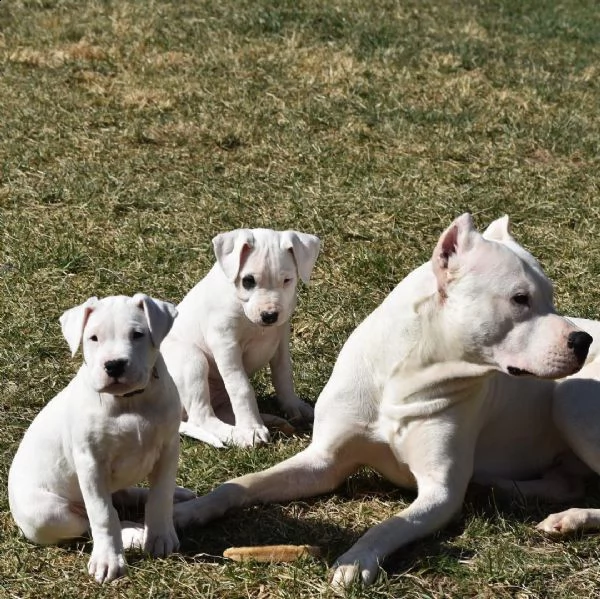 cuccioli  dogo argentino maschi e femmine