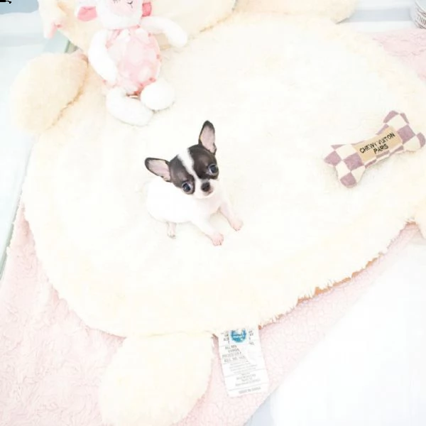 cuccioli di chihuahua disponibili per nuova casa/adozione.  con tutti i documenti | Foto 2