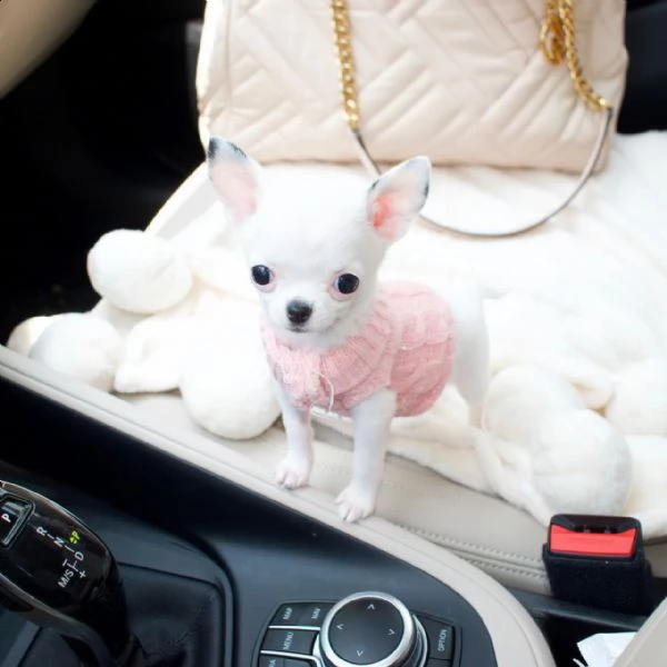 cuccioli di chihuahua disponibili per nuova casa/adozione.  con tutti i documenti