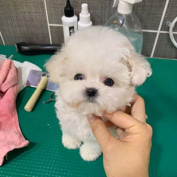 cuccioli maltipoo maschi e femmine