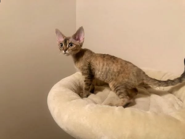 vendo gatti devon rex | Foto 0