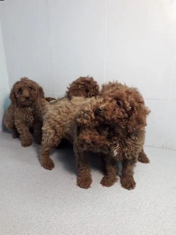 cuccioli barboncino maschi e femmine