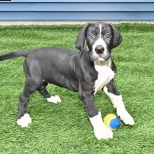 cuccioli alano maschi e femmine