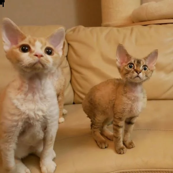 devon rex  gattini in vendita