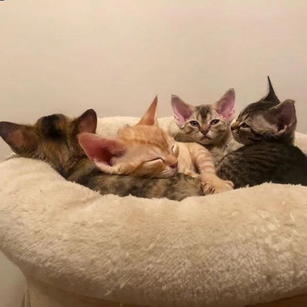 devon rex  gattino in vendita