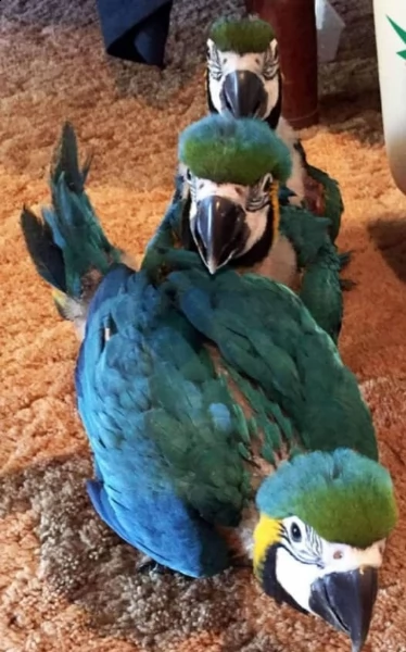 coppia di ara dal petto blu per l'adozione