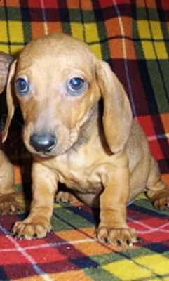 [at]10302 bassotto nano cuccioli | Foto 1