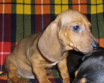 [at]10302 bassotto nano cuccioli | Foto 0