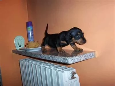 [at]10302 bassotto nano cuccioli