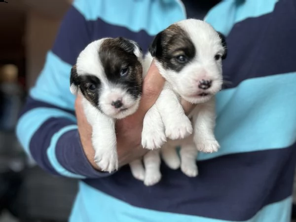 disponibili splendidi cuccioli di jack russell | Foto 4