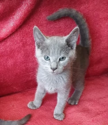 gattino blu di russia